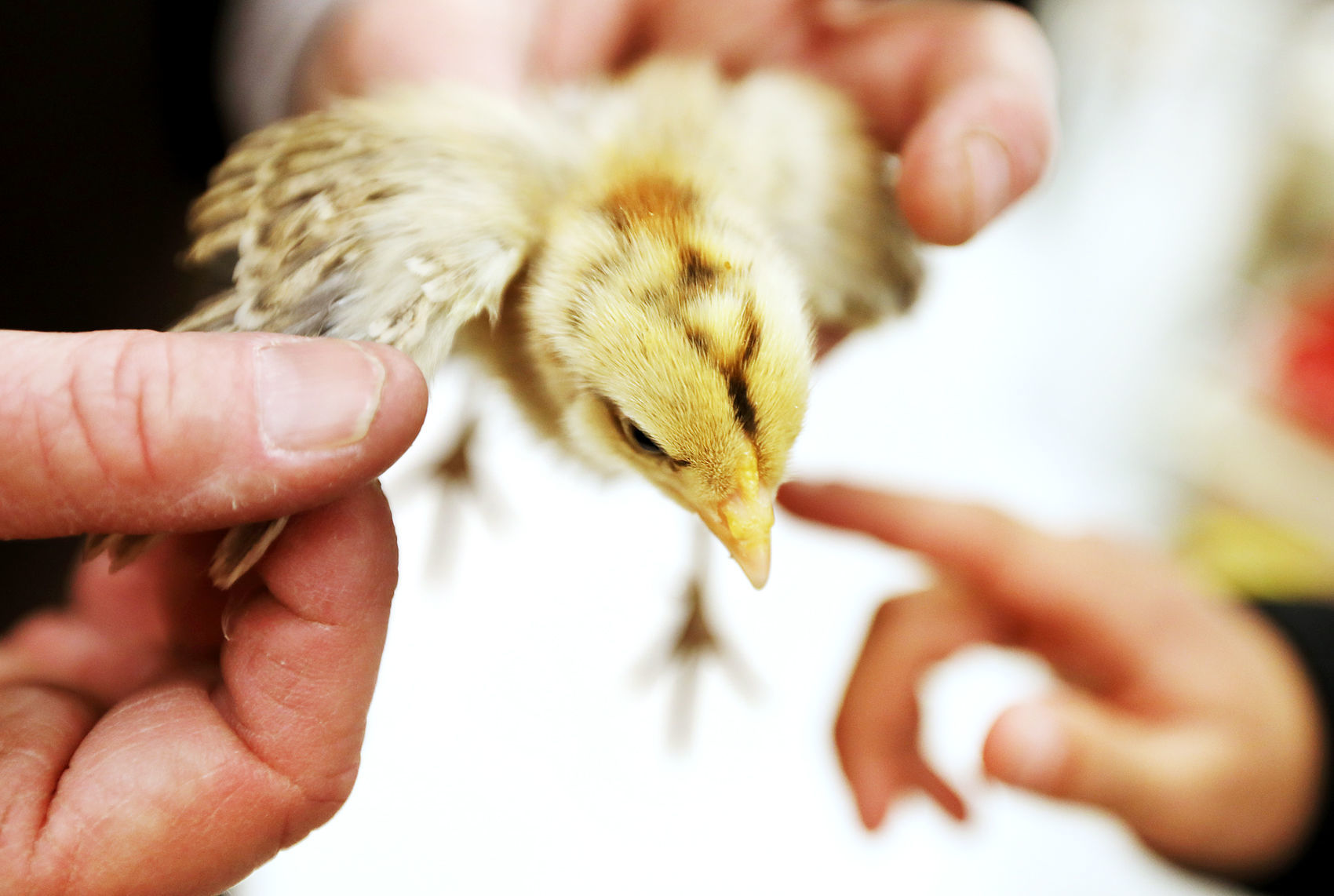 Spring chicken